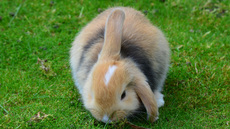 Widderkaninchen (18).jpg